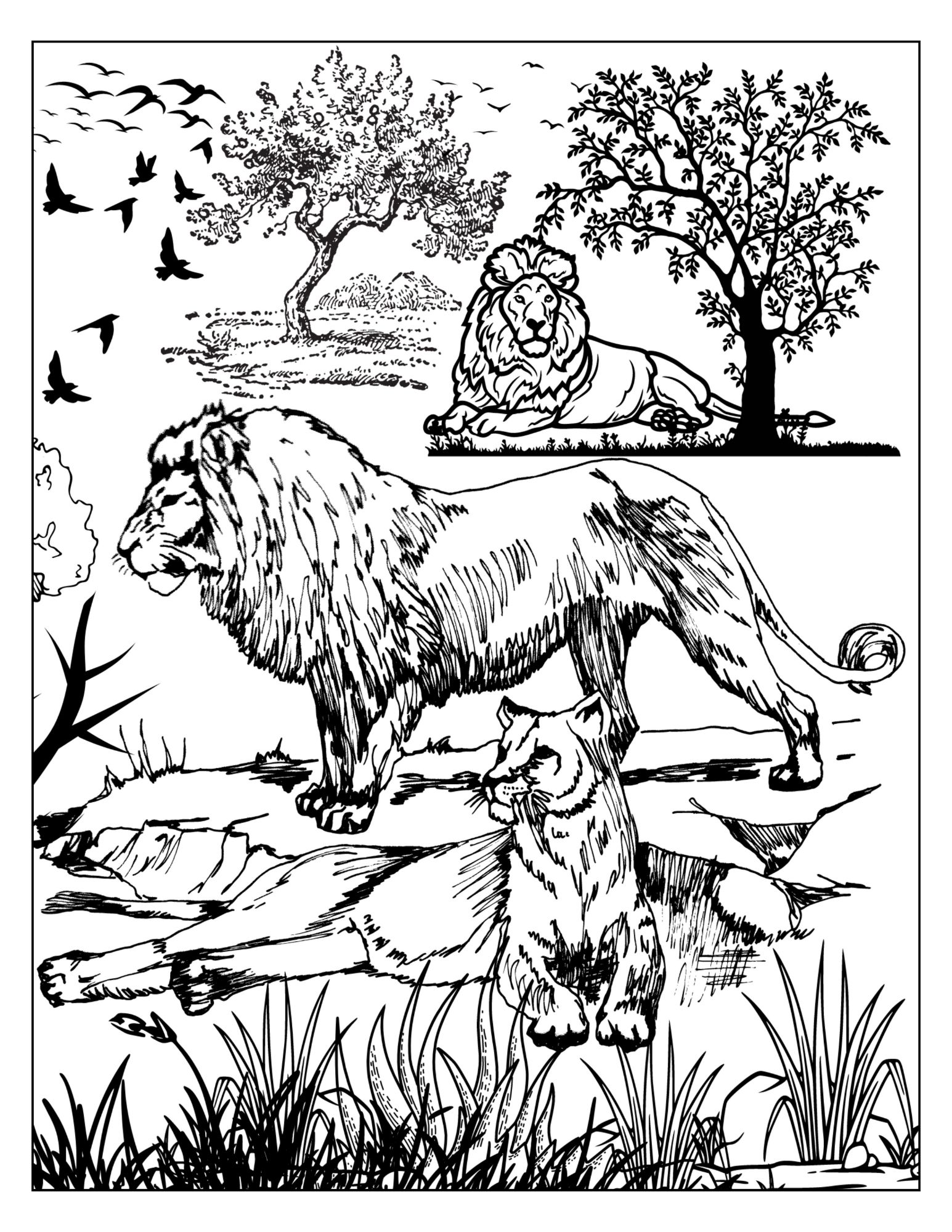 Lions Coloring Page