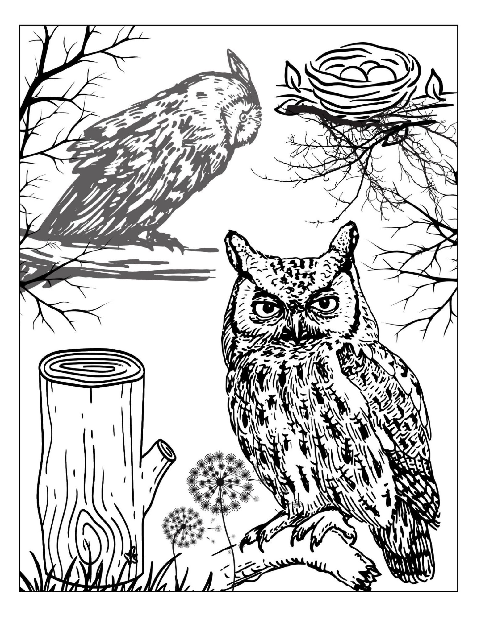 Owls Coloring Page