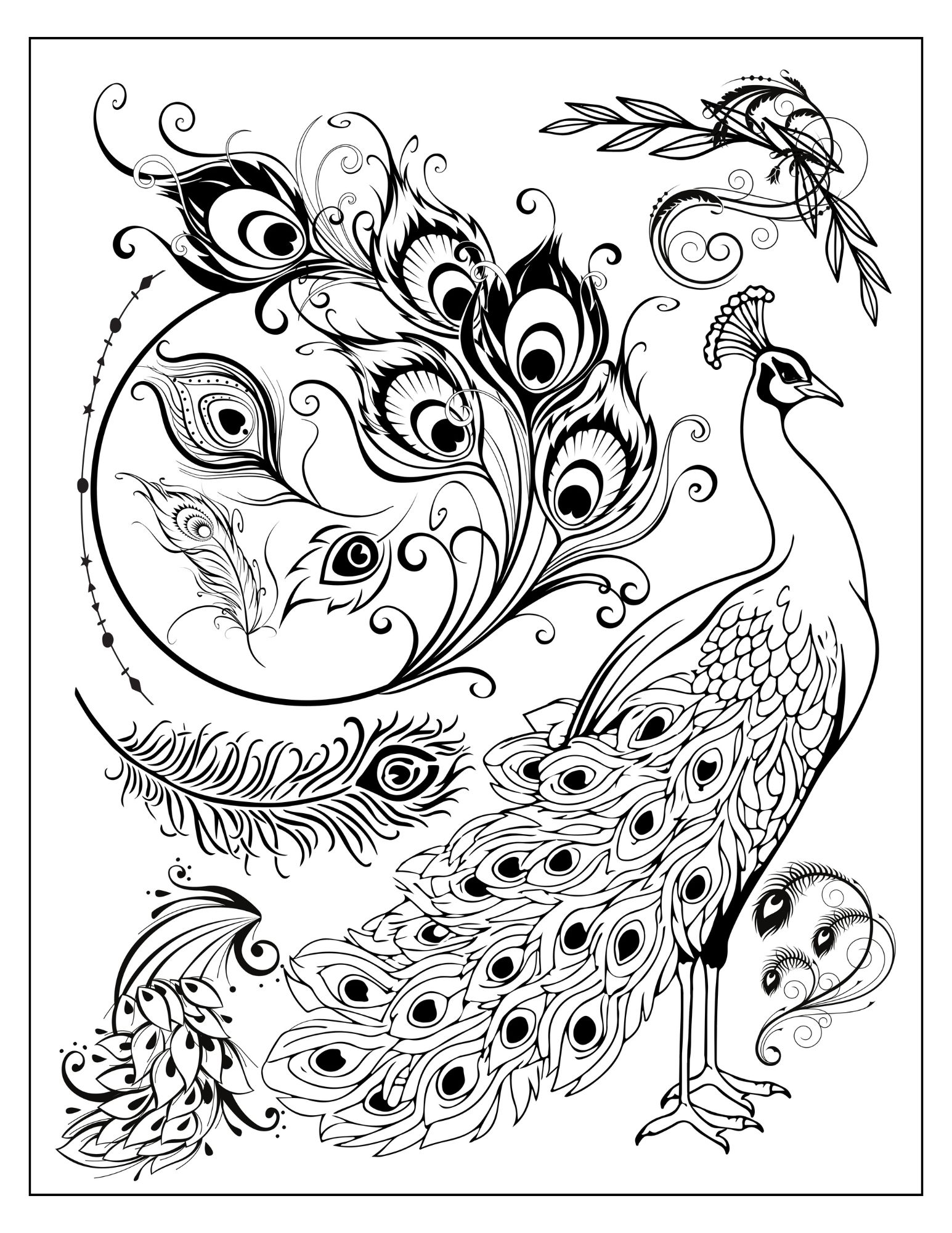 Peacock Coloring Page