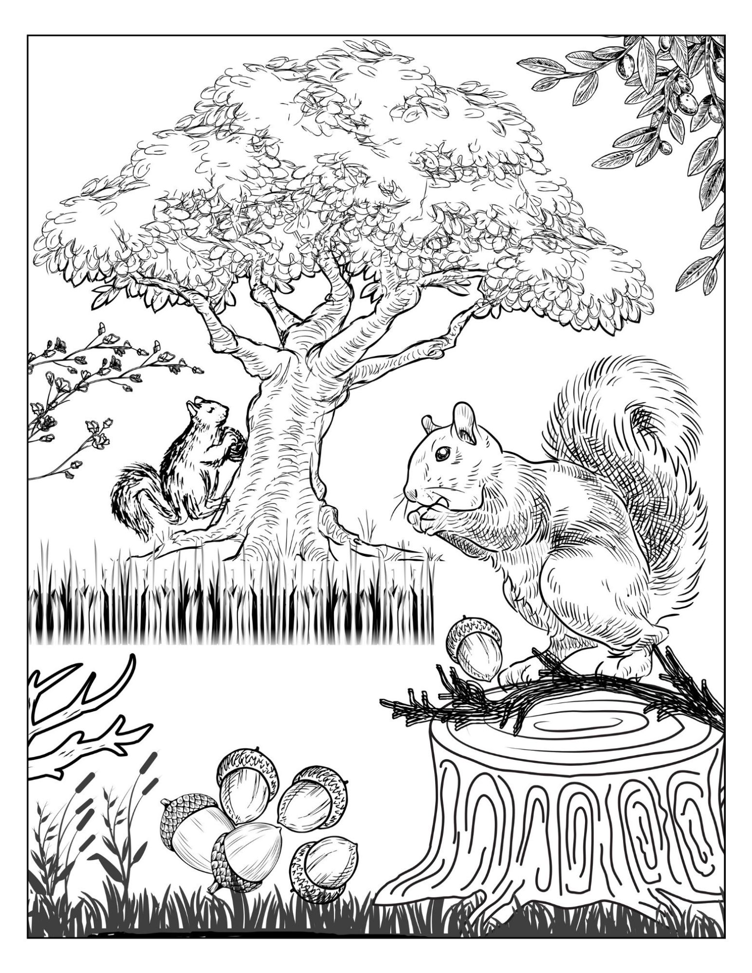 Squirrels Coloring Page