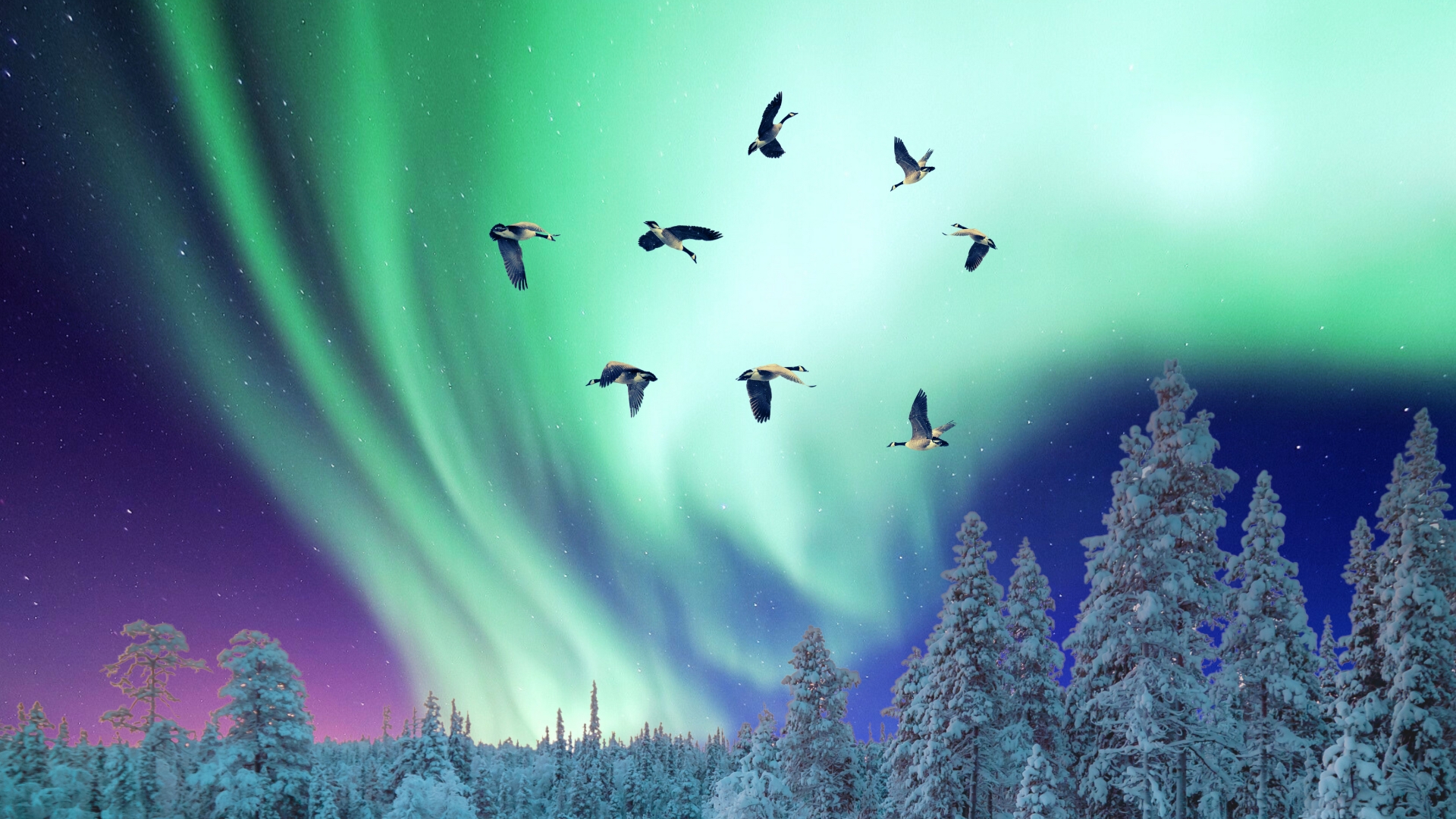 Geese Dancing In The Northern Lights Wall Art