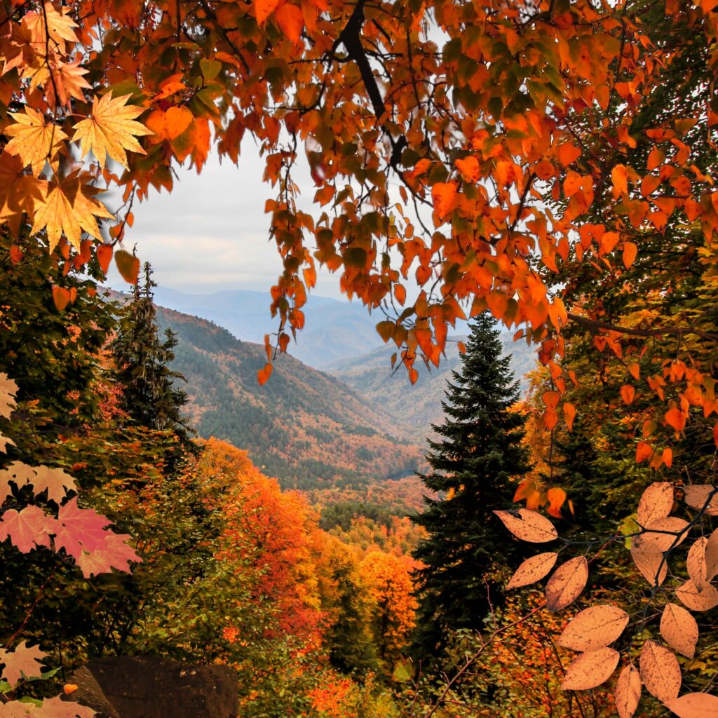 Autumn Leaves Wall Art Print