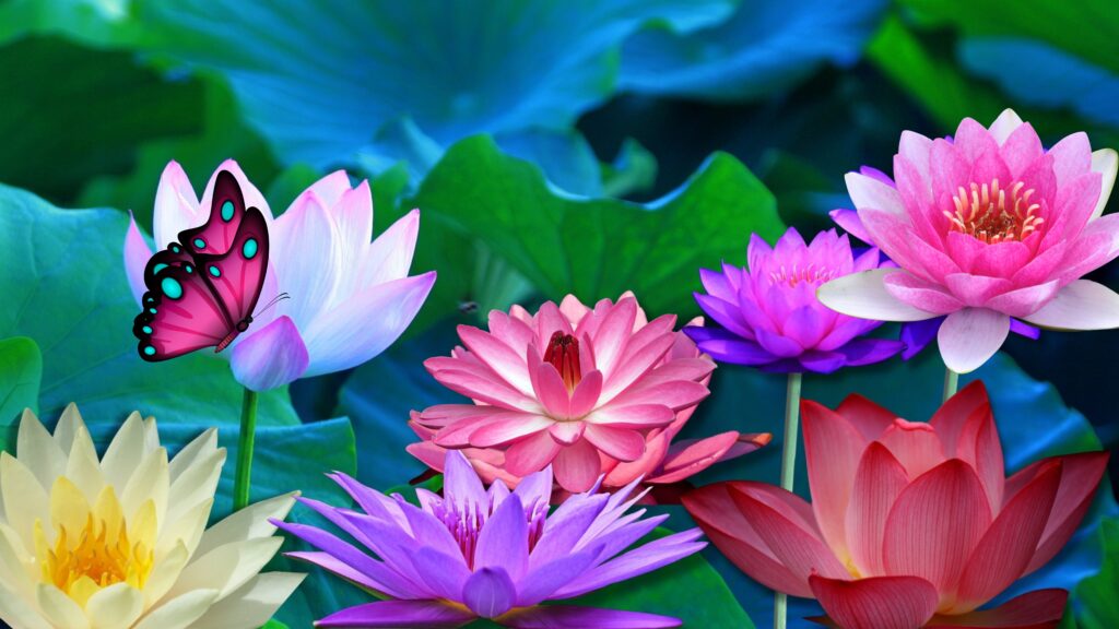 Water Lilies Wall Art 300 dpi