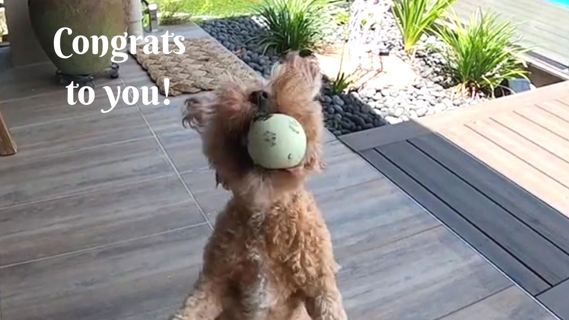 Cute Puppy With Ball